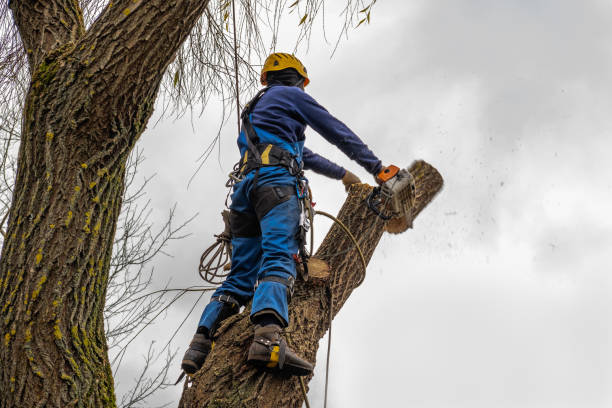 Tree Service Company in West Little River, FL